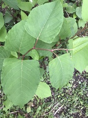 Reynoutria japonica
