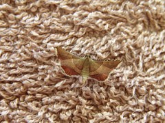 Endotricha flammealis