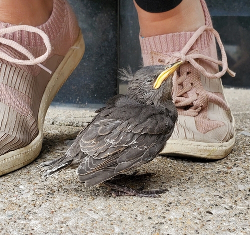 Common Starling (Sturnus vulgaris), photo 5