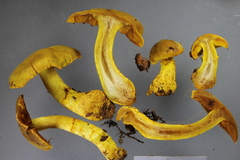 Cortinarius canarius