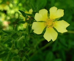 Potentilla recta