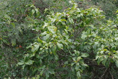 Calodendrum capense