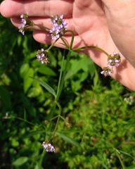 Verbena brasiliensis