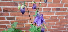 Aquilegia vulgaris