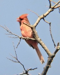 Cardinalis cardinalis