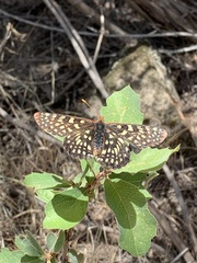 Euphydryas chalcedona chalcedona