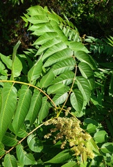 Ailanthus altissima