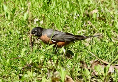 Turdus migratorius