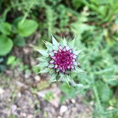 Carduus nutans nutans