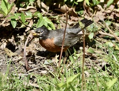 Turdus migratorius