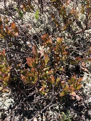 Vaccinium angustifolium image