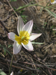 Tulipa patens