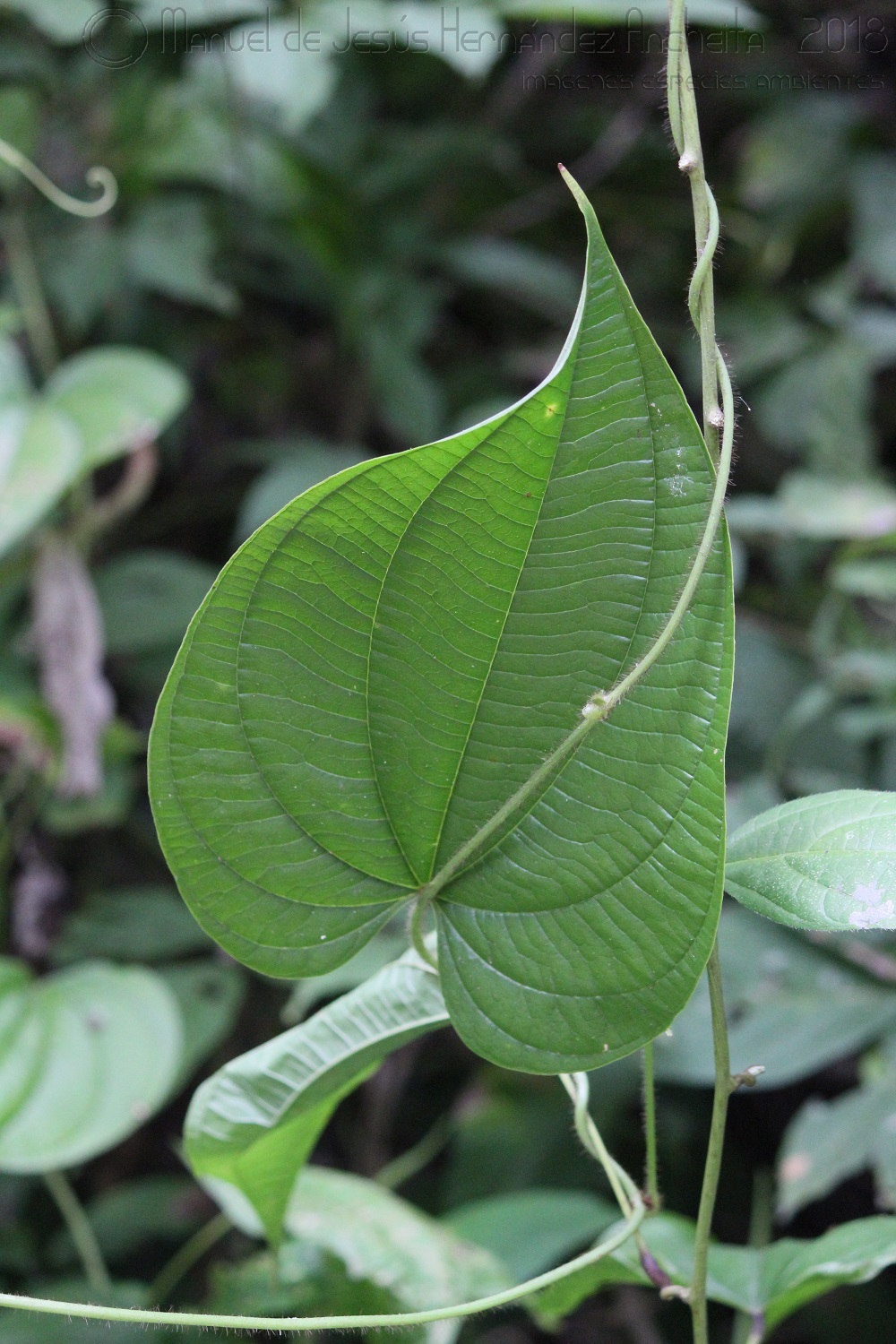 Dioscorea composita