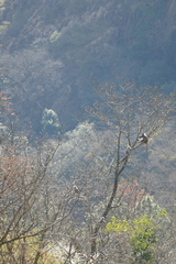 Semnopithecus schistaceus