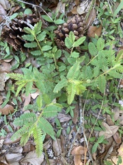 Chamaecrista nictitans aspera
