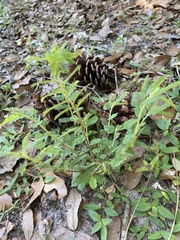 Chamaecrista nictitans aspera