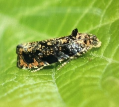 Olethreutes auricapitana