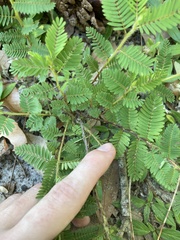 Chamaecrista nictitans aspera