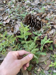 Chamaecrista nictitans aspera