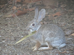 Sylvilagus audubonii