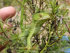 Naultinus