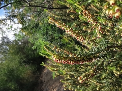 Erica scoparia