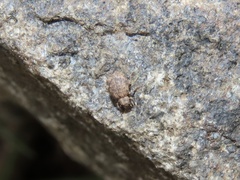 Myosides seriehispidus