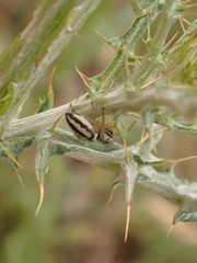 Heliophanus melinus