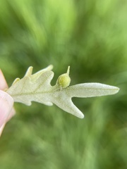 Andricus quercusutriculus