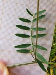 Vicia parviflora