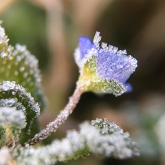 Veronica persica
