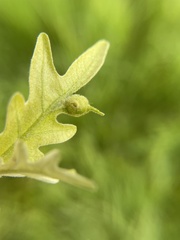 Andricus quercusutriculus