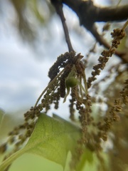 Andricus quercusutriculus