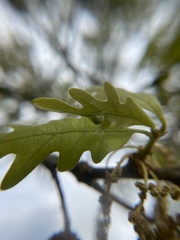 Andricus quercusutriculus
