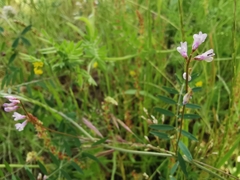 Vicia parviflora