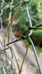 Anisoscelis hymenipherus