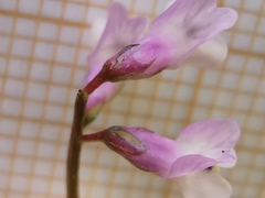 Vicia parviflora