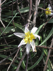 Tulipa patens