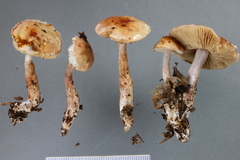 Cortinarius periclymenus