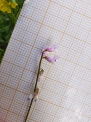 Vicia parviflora