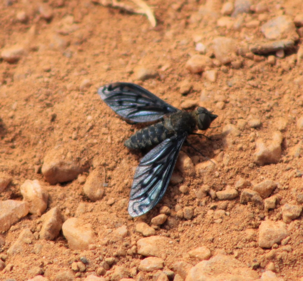 Neodiplocampta sepia