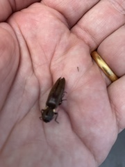 Ignelater havaniensis