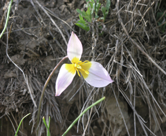 Tulipa patens
