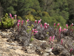 Tillandsia tenuifolia