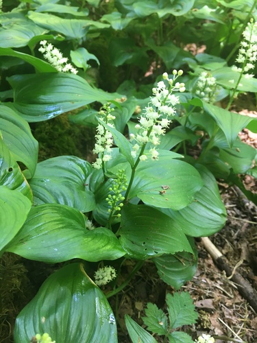 False lily of the valley (Maianthemum dilatatum)