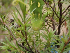 Naultinus
