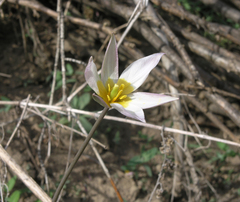 Tulipa patens