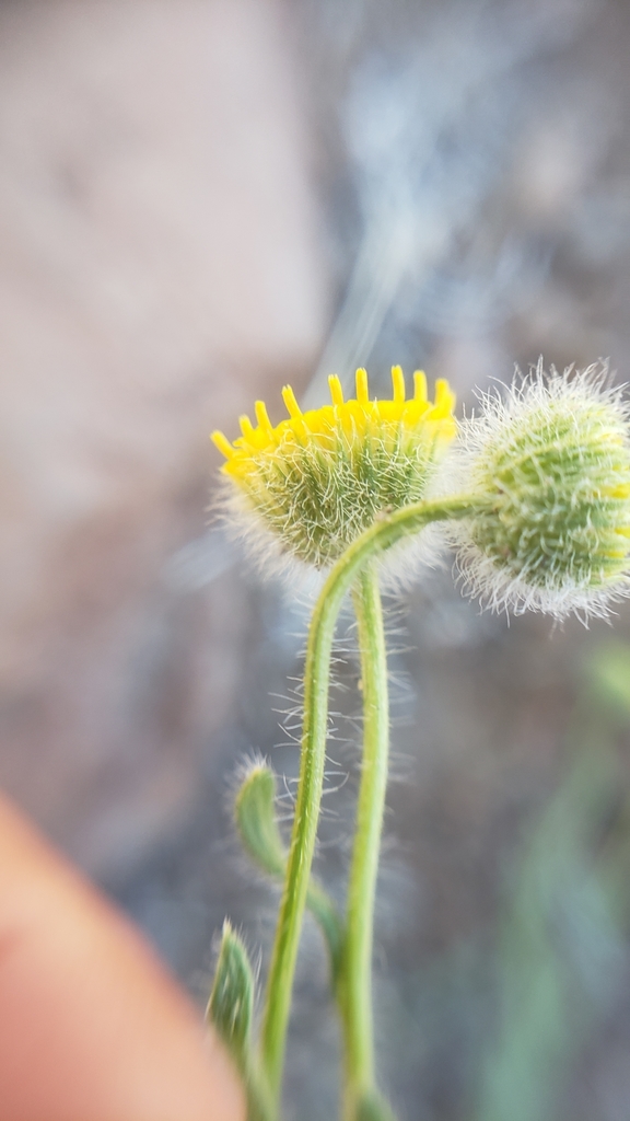 rayless shaggy fleabane