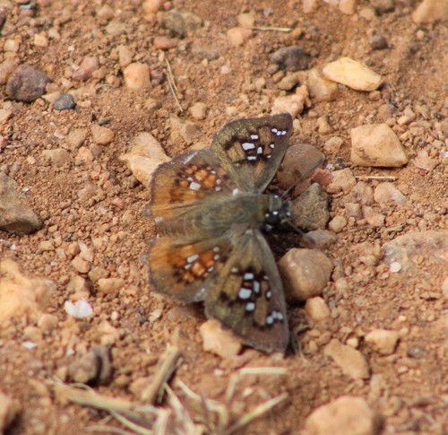 Udranomia spitzi