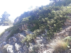 Juniperus sabina